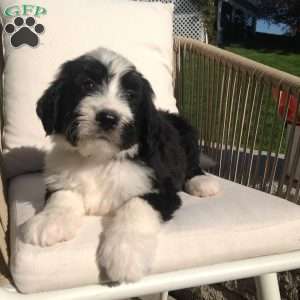 Max, Bernedoodle Puppy